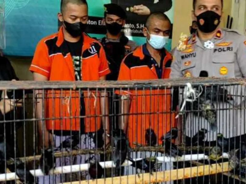 400 Burung Liar Tanpa Dokumen Disita, Dua Pelaku Diamankan