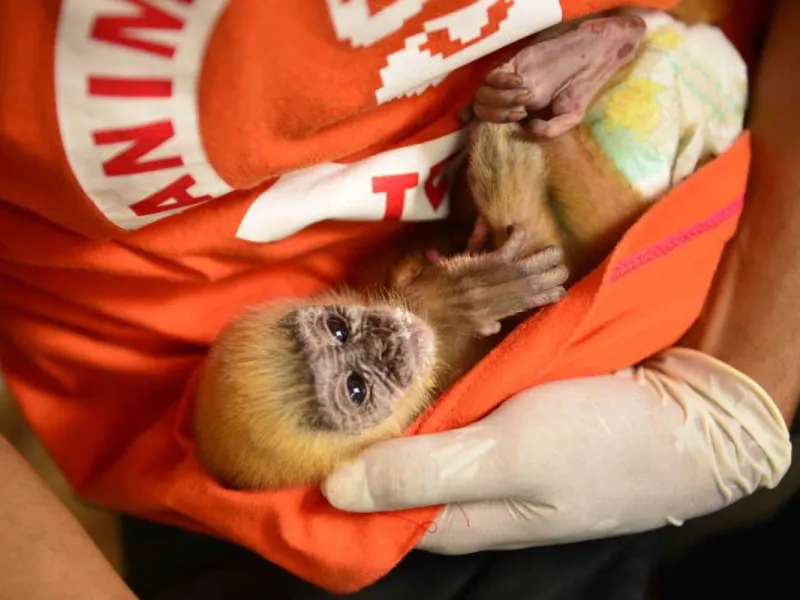 5 Lutung Budeng Korban Perdagangan Ilegal Mati Karena Terluka