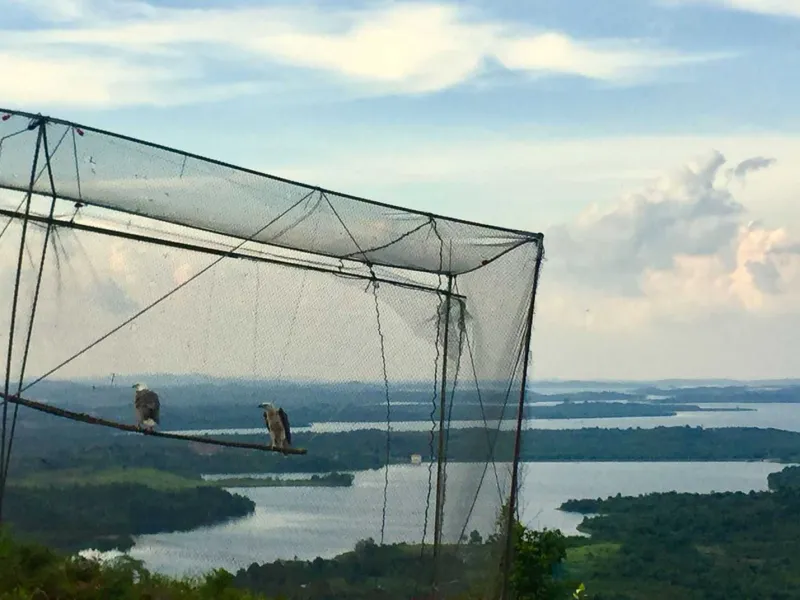 52 Ekor Burung Perkutut dan Elang Dilepasliarkan di Bukit Sembulang