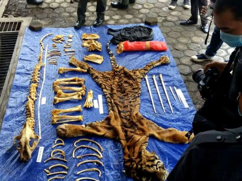 60 Kasus Perdagangan Ilegal Satwa Liar Terjadi di Sumatera Bagian Tengah