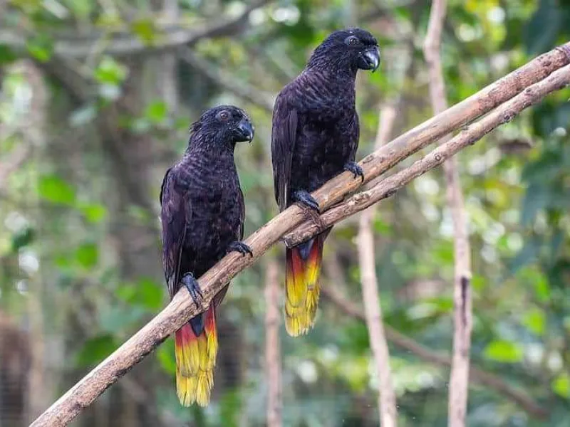 715 Burung Berkicau Tanpa Dokumen Disita BBKP Surabaya
