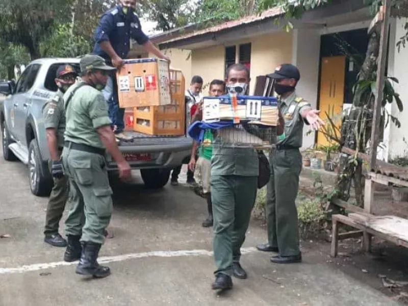 75 ekor Burung dan 69 ekor Reptil Endemik Hasil Sitaan Dikembalikan ke Maluku