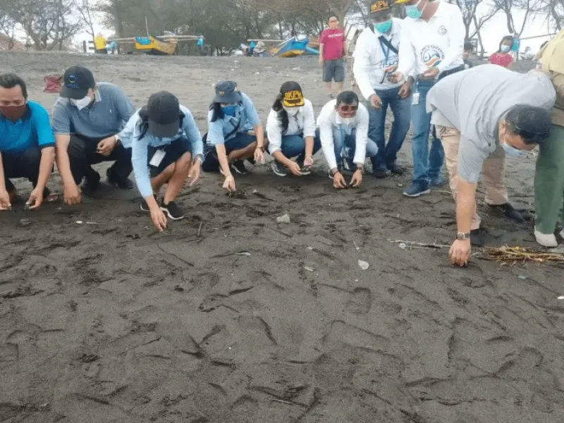 76 Tukik Jenis Lekang Dilepasliarkan di Kulon Progo