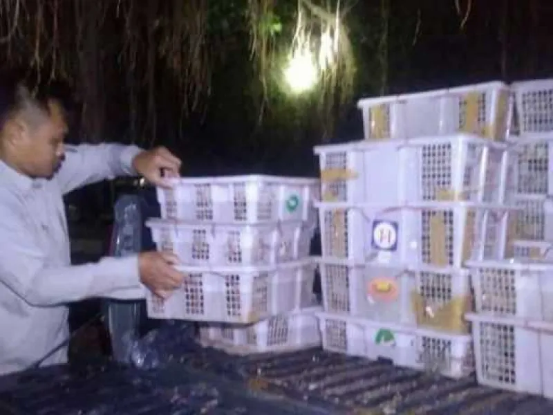 800 Burung Liar Berhasil Diamankan dari Peredaran Ilegal