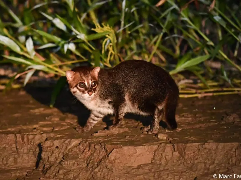 9 Jenis Kucing Hutan Dilindungi yang Tidak Boleh Dipelihara