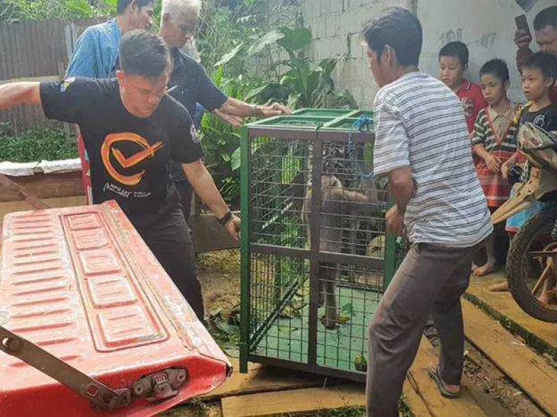 Akibat Pelihara Owa, Seorang Anak Terluka