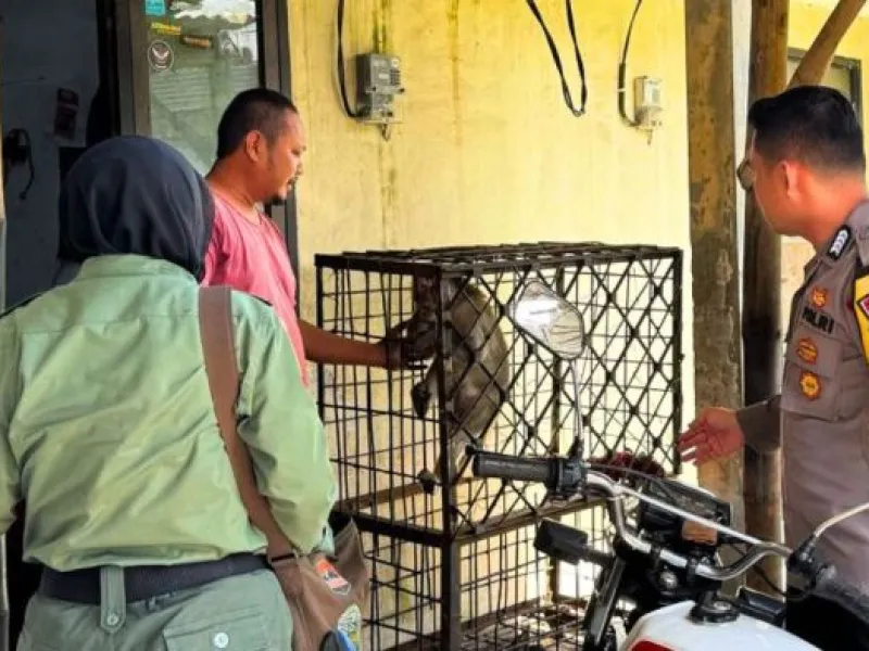 Amankan Monyet Peliharaan, BKSDA Jelaskan Bahaya Domestikasi Satwa Liar