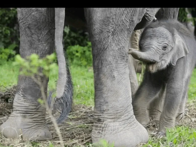 Anak Gajah Lahir di Pusat Latihan Satwa di Tangkahan