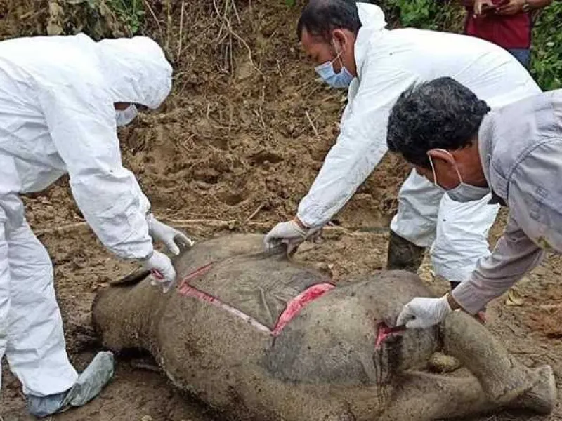 Anak Gajah Sumatera Mati Diduga Karena Sakit
