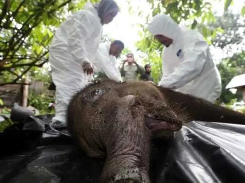 Anak Gajah Sumatera yang Terkena Jerat Kini Telah Mati