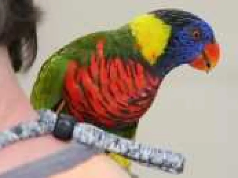 Anak Kecil Kedapatan Angkut Burung Dilindungi