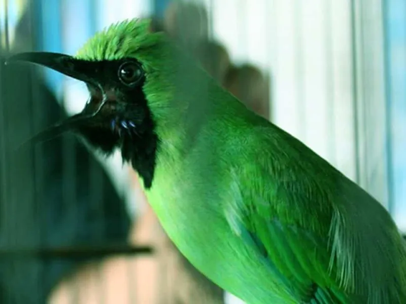 Angkut Burung Cucak Hijau, Seorang Penumpang Kapal Diamankan Petugas Karantina