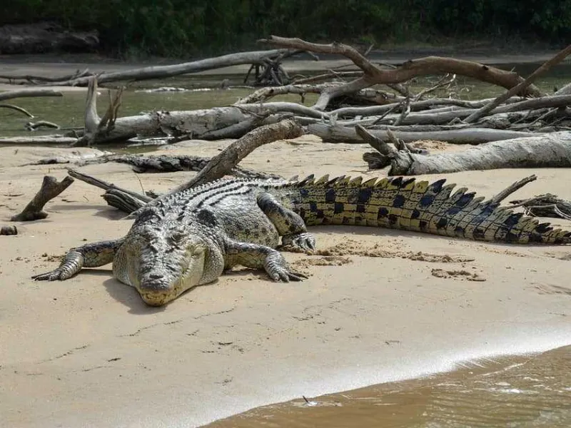 BAB di Tepi Sungai, Seorang Nenek Digigit Buaya