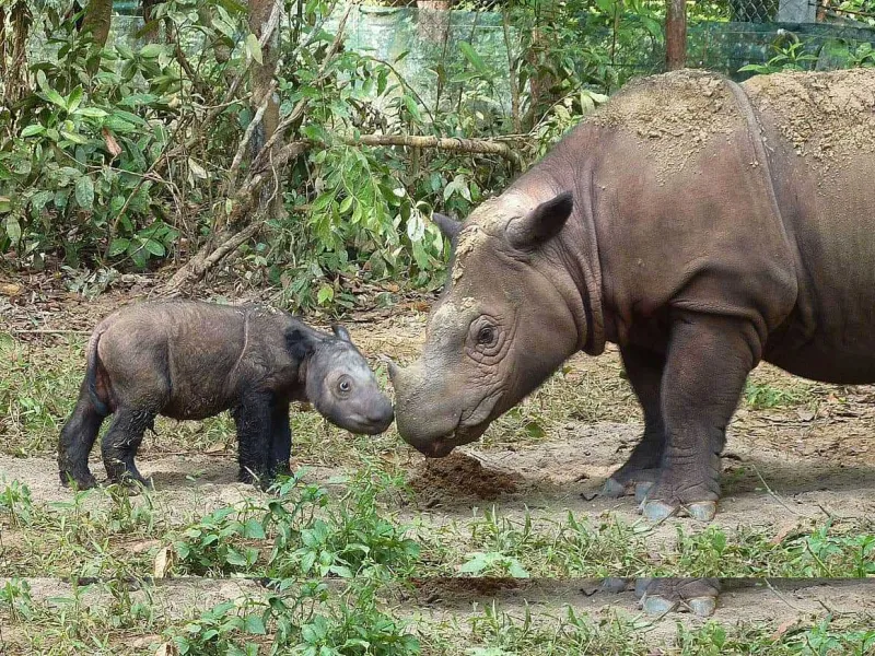 Featured image for Badak Sumatra, Penjaga Hutan yang Hampir Punah