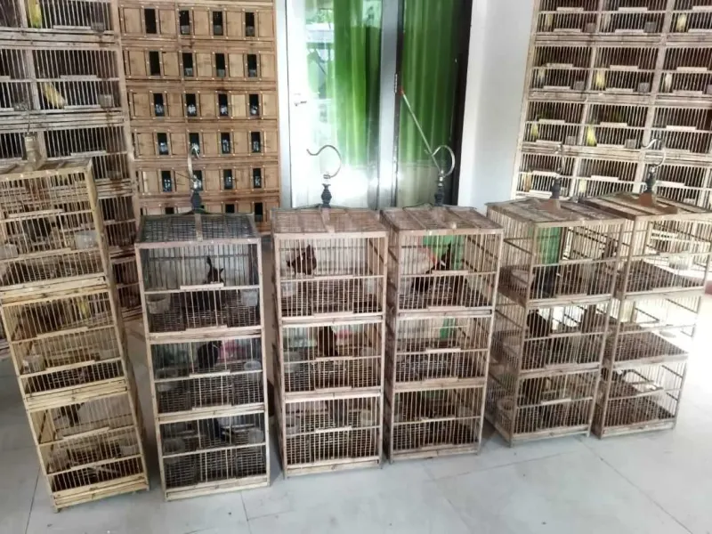 Balai Gakkum KLHK Wilayah Kalimantan Ungkap Penyelundupan Ratusan Burung