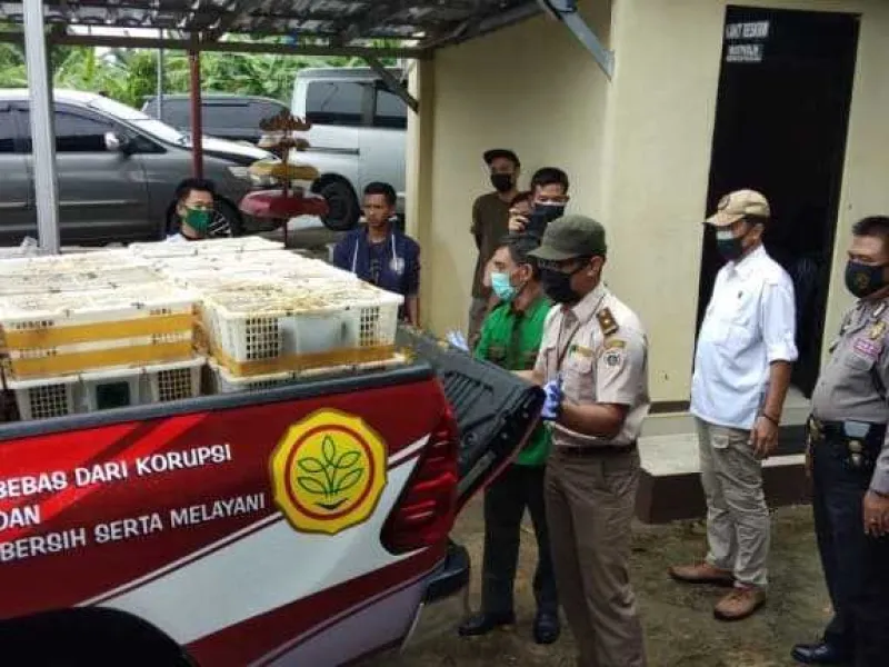 Balai Karantinan Pertanian Lampung Menyita 2023 Burung yang Akan Diselundupkan