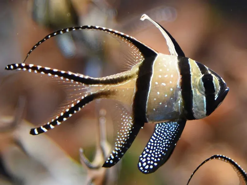 Banggai Cardinal Fish, Ikan Hias yang Tidak Boleh Ditangkap Sembarangan