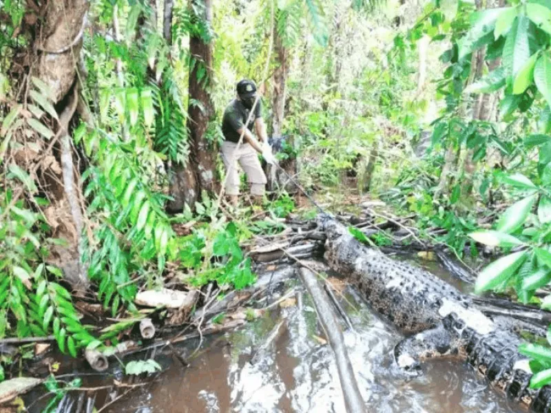 Bangkai Buaya Sepanjang 3 Meter Ditemukan, BKSDA Selidiki Penyebab Kematian