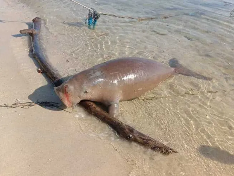 Bangkai Dugong yang Terdampar di Sulteng Miliki Luka di Hidung