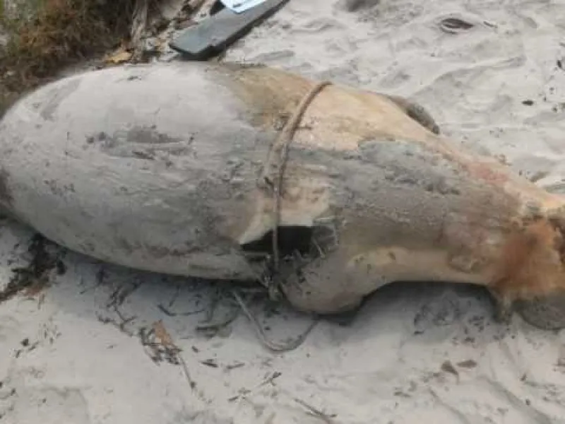 Bangkai Duyung Seberat 140 Kilogram Terdampar di Pantai Pulau Bungkuk
