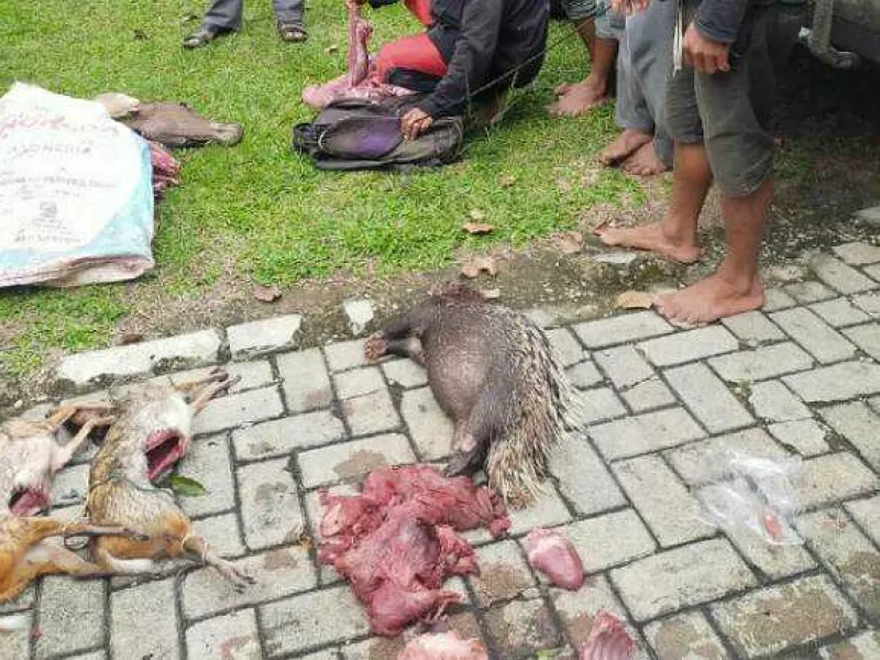 Bantai Satwa Liar dengan Sadis, Kawanan Pemburu di Lampung Ditangkap