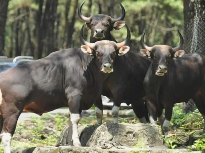 Featured image for Banteng Jawa, Spesies Tangguh yang Kini Terancam Punah
