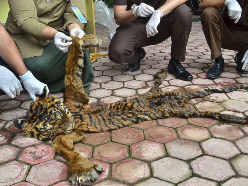 Featured image for Barang Bukti Kulit Harimau Diserahkan Kejari ke BKSDA Aceh