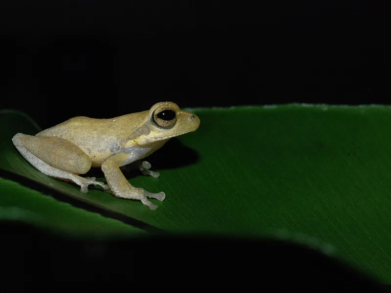 Baru Ditemukan, Katak-pucat Pantai Selatan Statusnya Sudah Kritis?