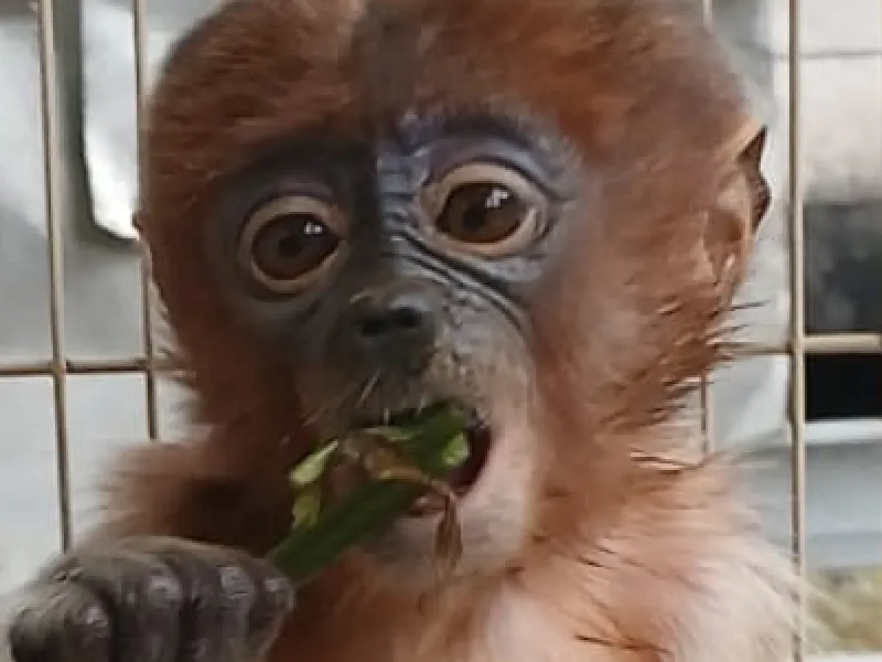 Bayi Bekantan Terpisah dari Induk, Diduga karena Habitat Rusak