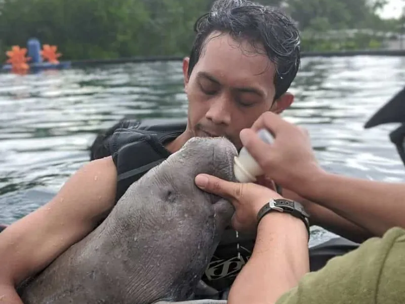 Bayi Dugong Penuh Luka Dievakuasi ke Pantai Tongaci