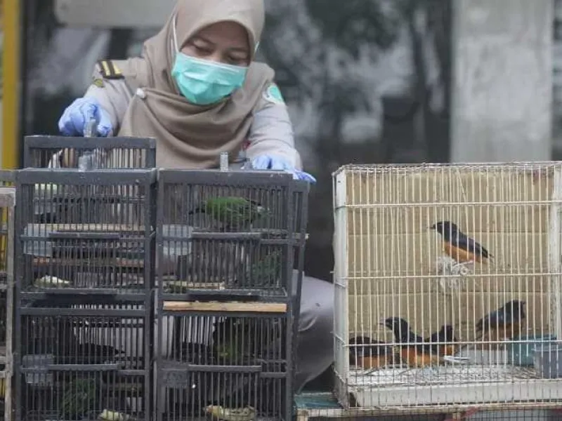 BBKP Surabaya Kembali Menggagalkan Penyelundupan Ratusan Burung