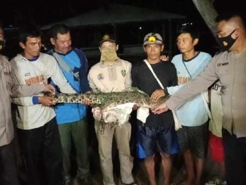 BBKSDA Jabar Resort Gunung Simpang Evakuasi 1 Buaya Muara yang Viral