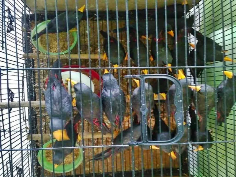 BBKSDA NTT Selamatkan 65 Jalak Tunggir Merah dari Penyelundupan