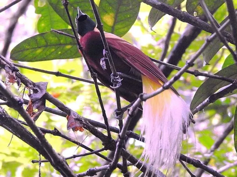 BBKSDA Papua Barat Lepasliarkan 15 Burung Endemik Papua di TWA Sorong