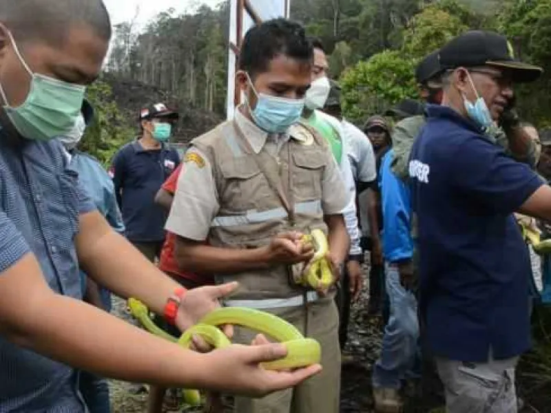 BBKSDA Papua Lepasliarkan Sanca Hijau dan 9 Satwa Hasil Sitaan