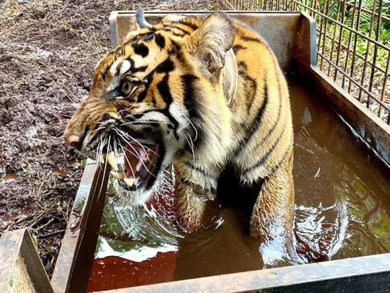 BBKSDA Riau Kampanyekan Larangan Penggunaan Jerat