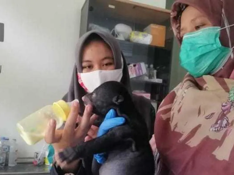 BBKSDA Riau Selamatkan Bayi Beruang Madu yang Terlantar