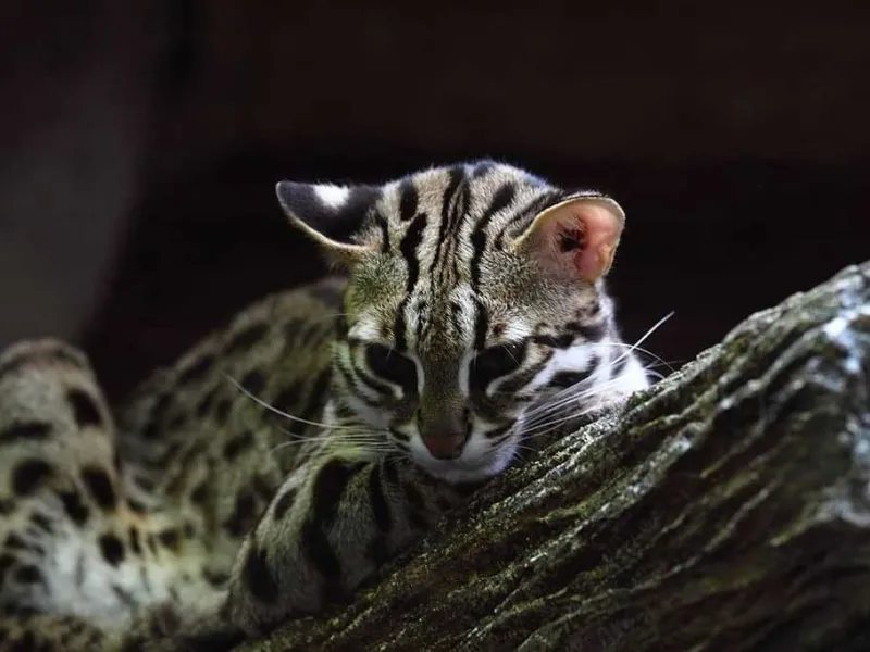 BBKSDA Riau Sita Kucing Hutan dan Musang yang Dijadikan Peliharaan