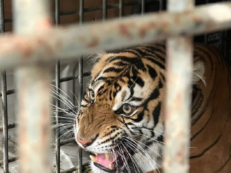 BBKSDA Sumut Kembalikan Harimau Sumatera ke Leuser