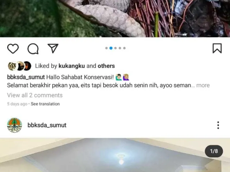 BBKSDA Sumut Lepasliarkan Trenggiling Jelang HCPSN 2021