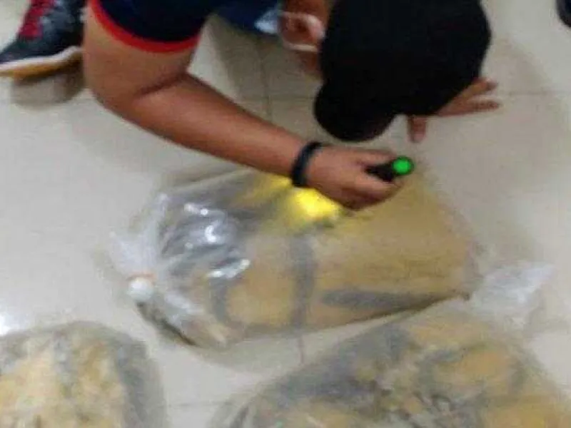 Bea Cukai Entikong Sita Puluhan Ikan Gabus-gabusan yang Akan Diselundupkan