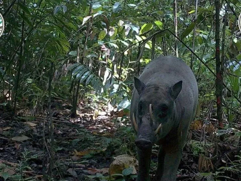 Beginilah Penampakan Babirusa Maluku yang Selama Ini Dianggap Mitos Belaka