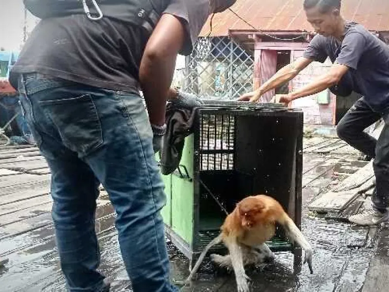 Bekantan Ditemukan Hanyut di Sungai Demi Cari Pakan