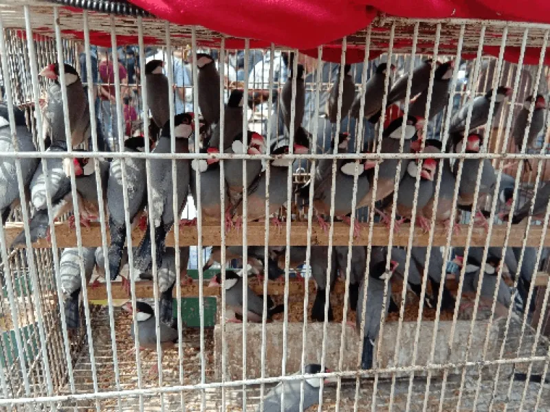 Belanda Buat Aturan Burung dan Hewan Lain Tidak Boleh Dikurung dalam Kandang