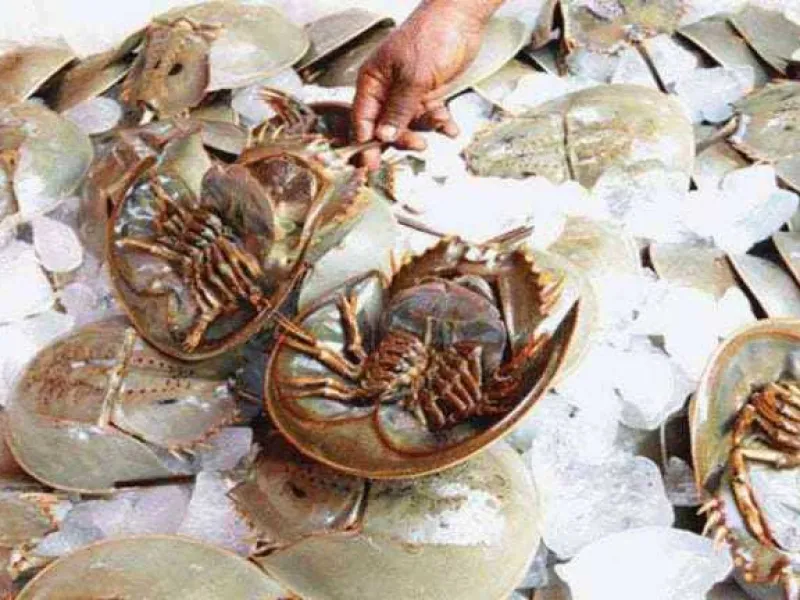 Belangkas: Biota Laut Berdarah Biru yang Sudah Hidup Selama Ratusan Tahun