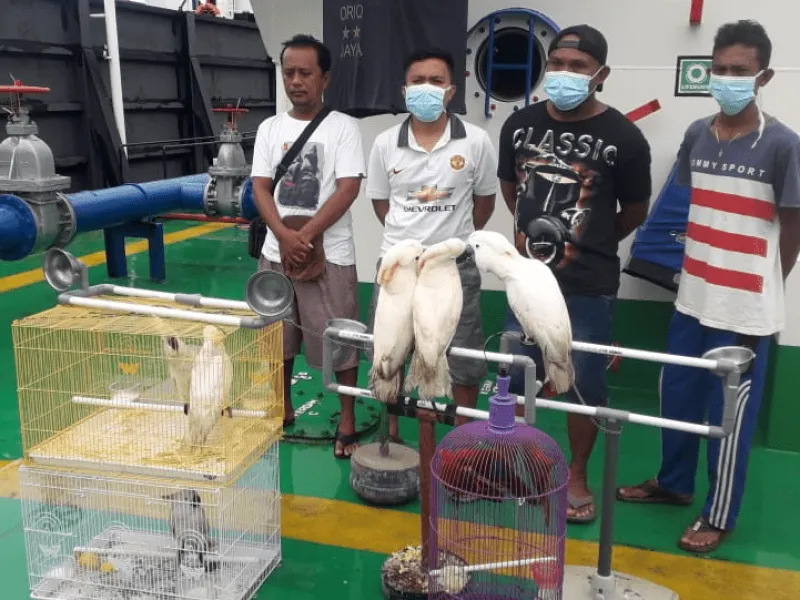 Belasan Burung Dilindungi Disita Petugas Gabungan di Ambon
