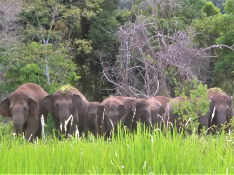 Belasan Gajah Liar Masuk Sawah, Warga Berharap ada Solusi