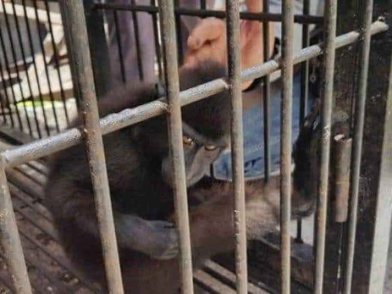 Belasan Satwa Dilindungi Disita dari Tangan Pemelihara