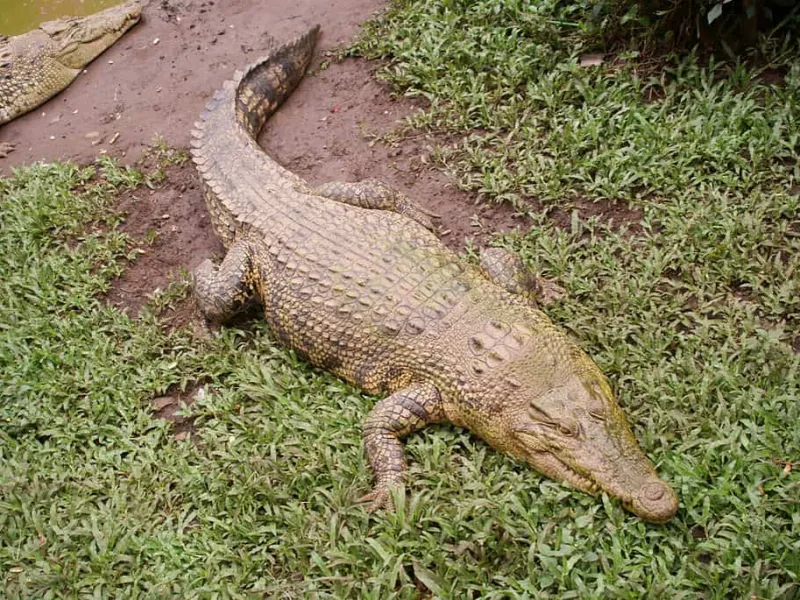 Berenang di Habitat Buaya, Seorang Anak Digigit Reptil