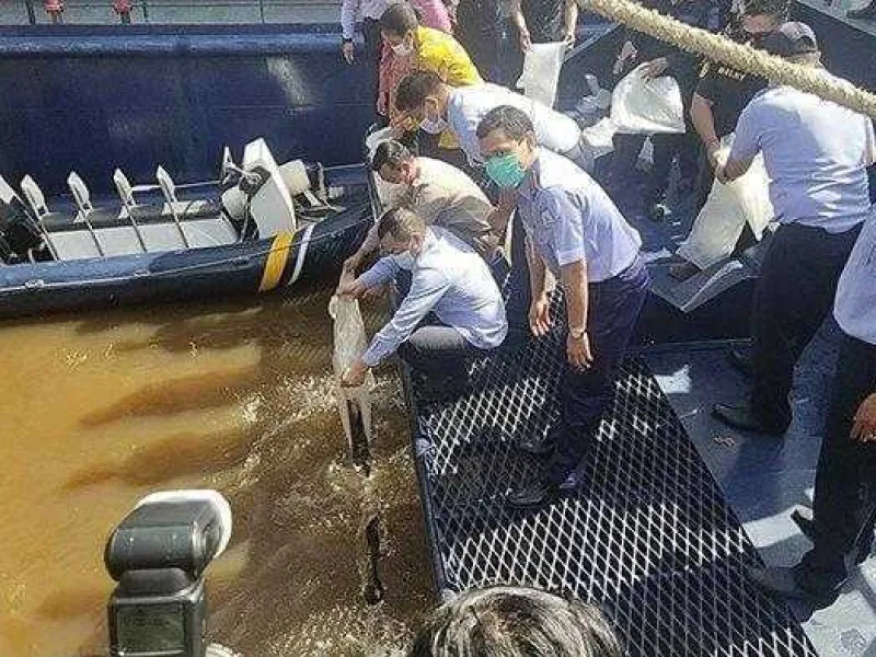 Berhenti Konsumsi Ikan Belida Jika Tidak Ingin Terjerat Hukum